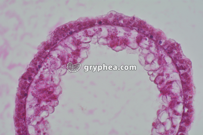 Hydre CT-CL x100 - gryphea.org